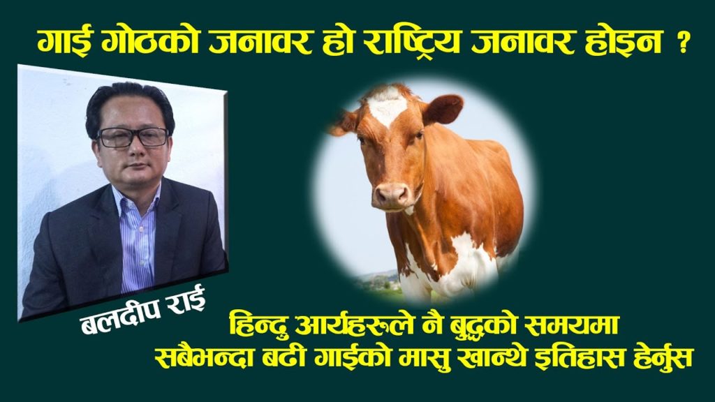 गाई गोठको जनावर हो ,रास्ट्रिय जनावर होइन ! -वलदीप चाम्लिङ राई ।