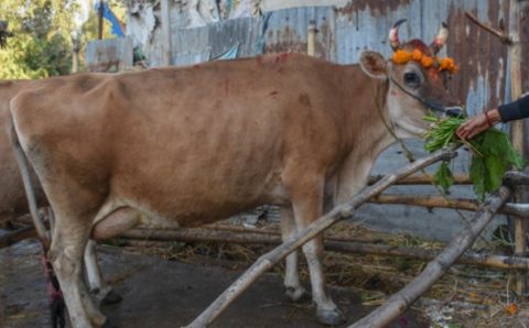 आज तिहारको चौथो दिन , गाई, गोरु र गोवद्र्धन पूजा गरिदै