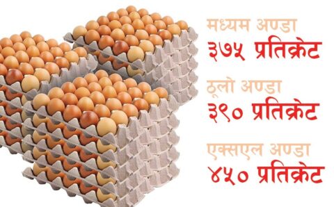 अण्डाको समर्थन मूल्य तोकियो, मध्यमको प्रतिक्रेट ३७५
