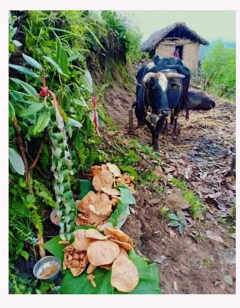 राङ्क्या सङ्कराइ : मगर समुदायमा गाेठालाे सभ्यताकाे अनुष्ठान
